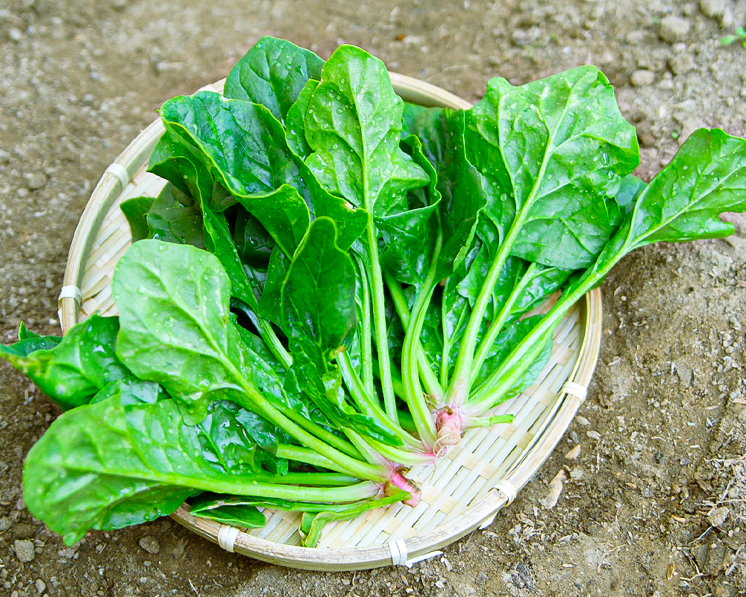 ほうれん草