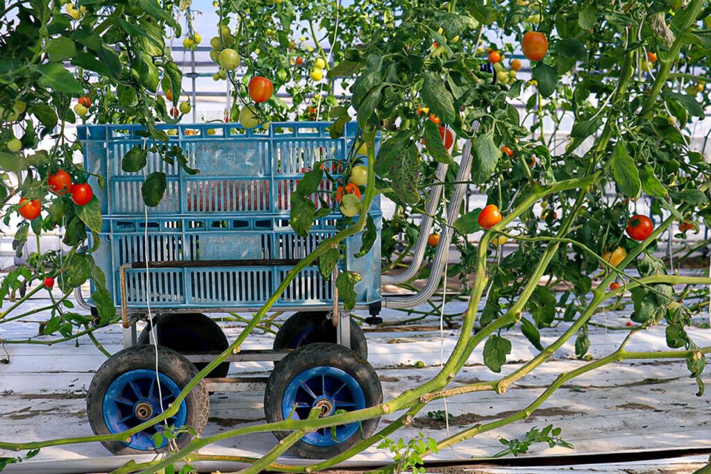 ミニトマトの収穫